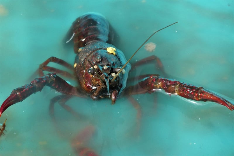 Lobster Risotto